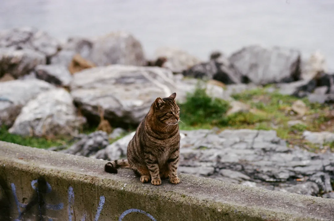 Film photograph, Cat Istanbul, Istanbul
